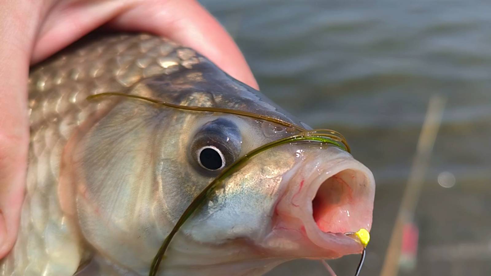 КАРАСЬ ДУРЕЕТ ОТ СОСОК! ЖОР КАРАСЯ В ИЮНЕ НА МЕЛИ. ЛОВЛЯ КРУПНОГО КАРАСЯ ЛЕТОМ. смотреть онлайн