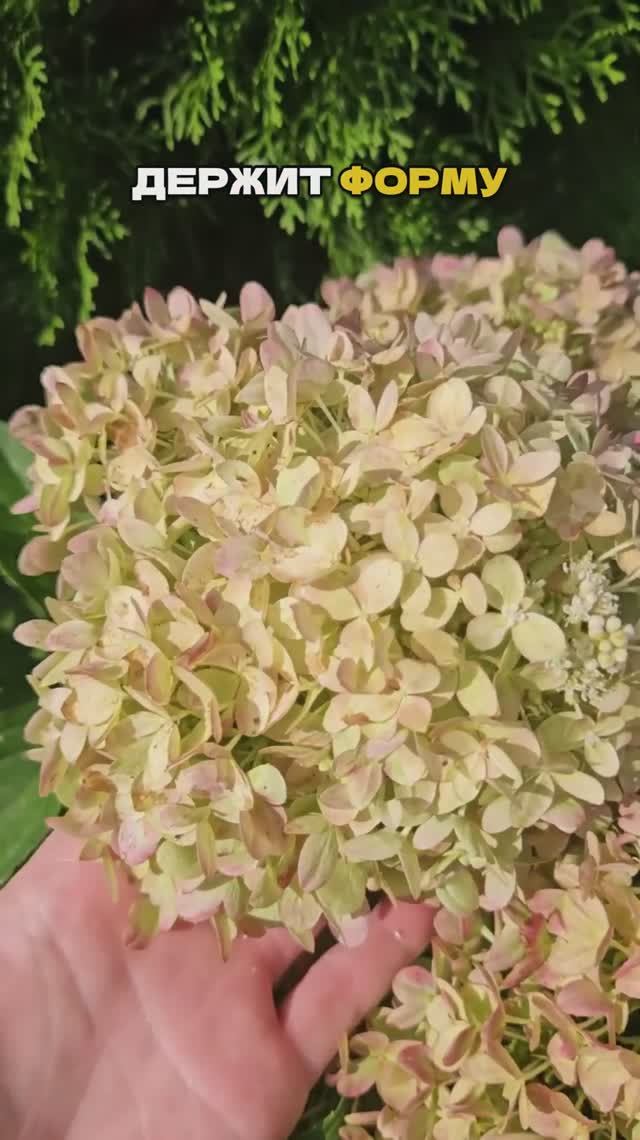 🌸💪 Эти Гортензии Не Разваливаются. Никогда. #сад #садоводство #гортензия смотреть онлайн