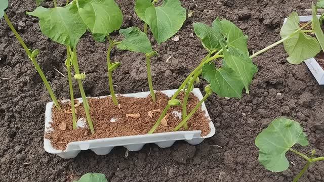 Фасоль вьющаяся. Посев и посадка в грядку. смотреть онлайн