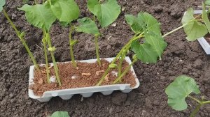 Фасоль вьющаяся. Посев и посадка в грядку.