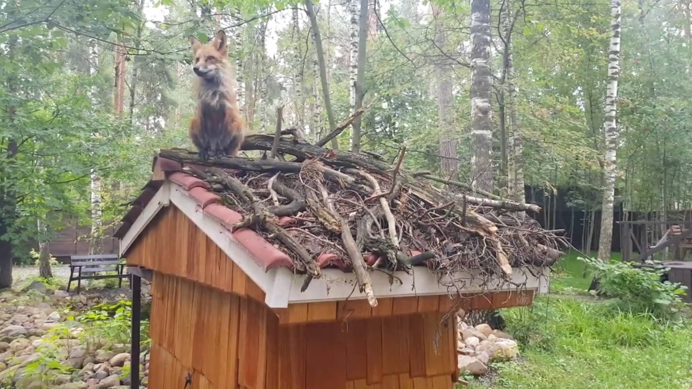 Лиса-Алиса. Отдых с лисой на лежаке смотреть онлайн