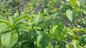 как я ухаживают за смородиной