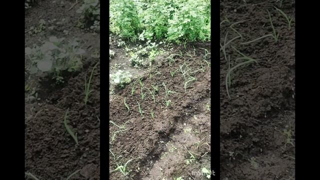 Огородные дела. Посадили помидоры в грунт🍎🍎🍎 смотреть онлайн