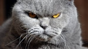 5 поступков, которые кот хозяину не простит и не забудет