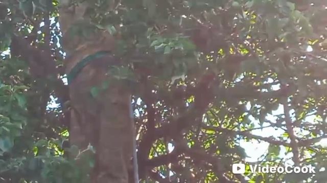 Пчёлы роятся смотреть онлайн