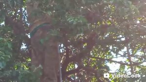 Пчёлы роятся