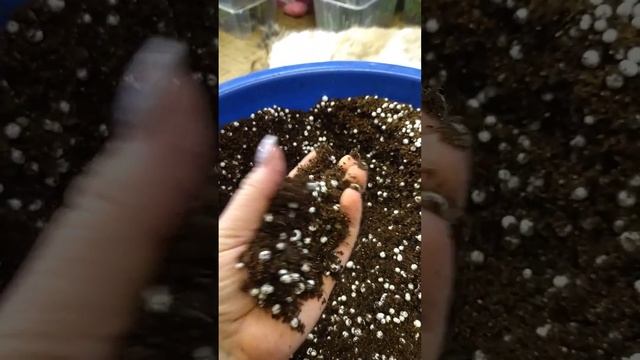 для тех, кто спрашивает, как я делаю грунт