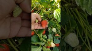 Обзор клубничной плантации. Обзор клубники Антей в открытом грунте