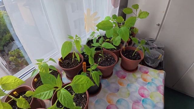 НЕ БУДУ ЖАЛЕТЬ О РАННЕЙ ВЫСАДКЕ ТОМАТОВ В ГРУНТ☝️🪴К? смотреть онлайн