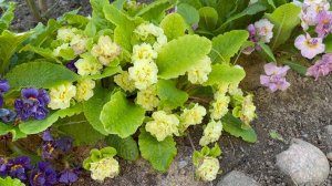 Май в Саду 18 и 31 мая 2025