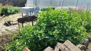 ПОСКРЕБЛА, ПРИГОТОВИЛА, ПОДВЯЗАЛА🍅🥒