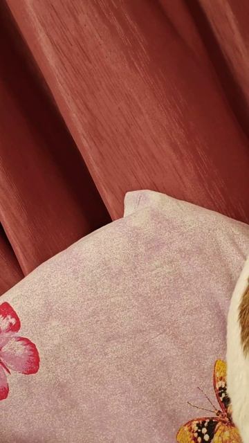 #джекрассел
#джекрасселтерьер