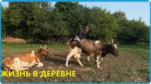 Верхом на корове или с чего начинается утро в деревне,  деревенская жизнь