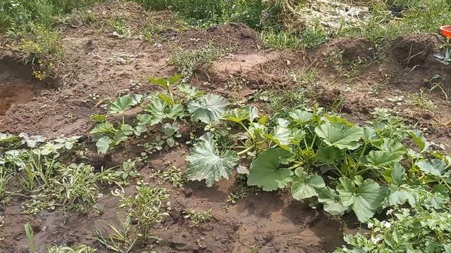 Дача выглядит так 3-его Июля, зарастает ромашками, поми