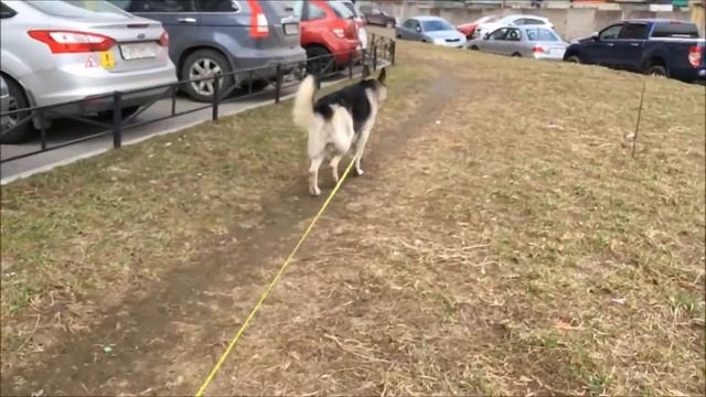 10.04.2016 Сталкер, ВЕО 3,5 года. Видео для доктора смотреть онлайн