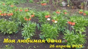 26.04.2025 _ Моя любимая дача