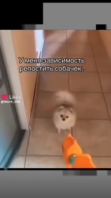 Немецкий шпиц смотреть онлайн