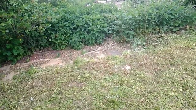 Скосил траву в огороде и саду
