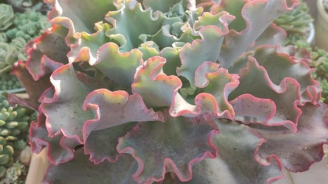 Огромная эхеверия Такасаго но Окина смотреть онлайн