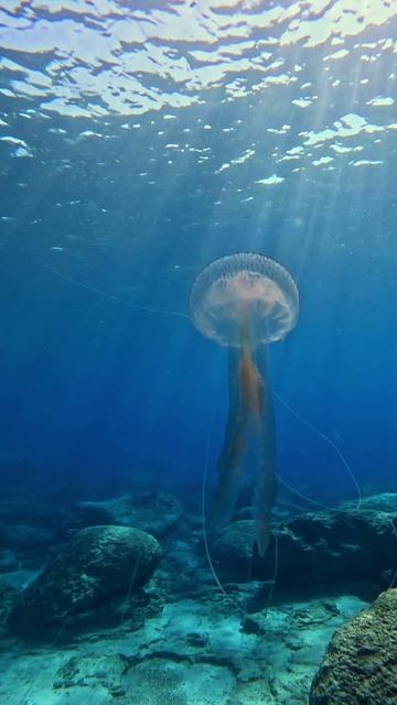 Встретили гигантскую медузу в море