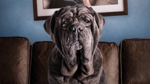 Трейлер фильма - Моя собака – идиот (2019) Трагикомедия