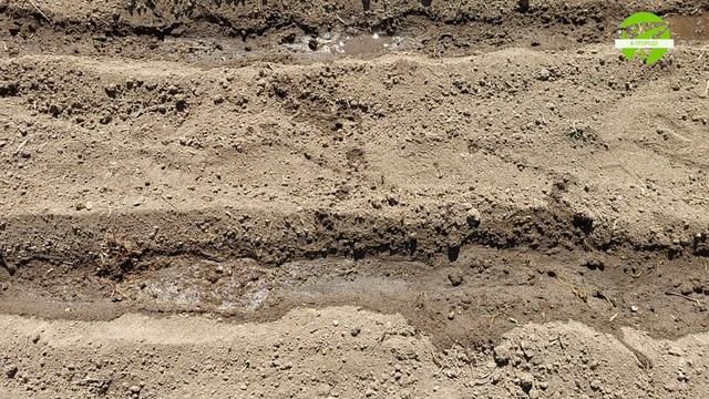 Как посеять сладкий перец семенами на приусадебном уч