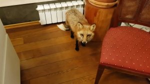 Лиса-Алиса. Настроение возвращается к лисе после болезни