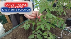 ПОДВЯЗКА ТОМАТОВ СВОБОДНОЙ ПЕТЛЕЙ: ЛУЧШИЕ СПОСОБЫ КРЕПЛЕНИЯ ТОМАТОВ В ТЕПЛИЦЕ.