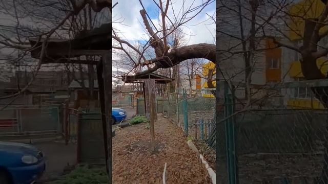 Історія одного дерева. Обрізка абрикоса.