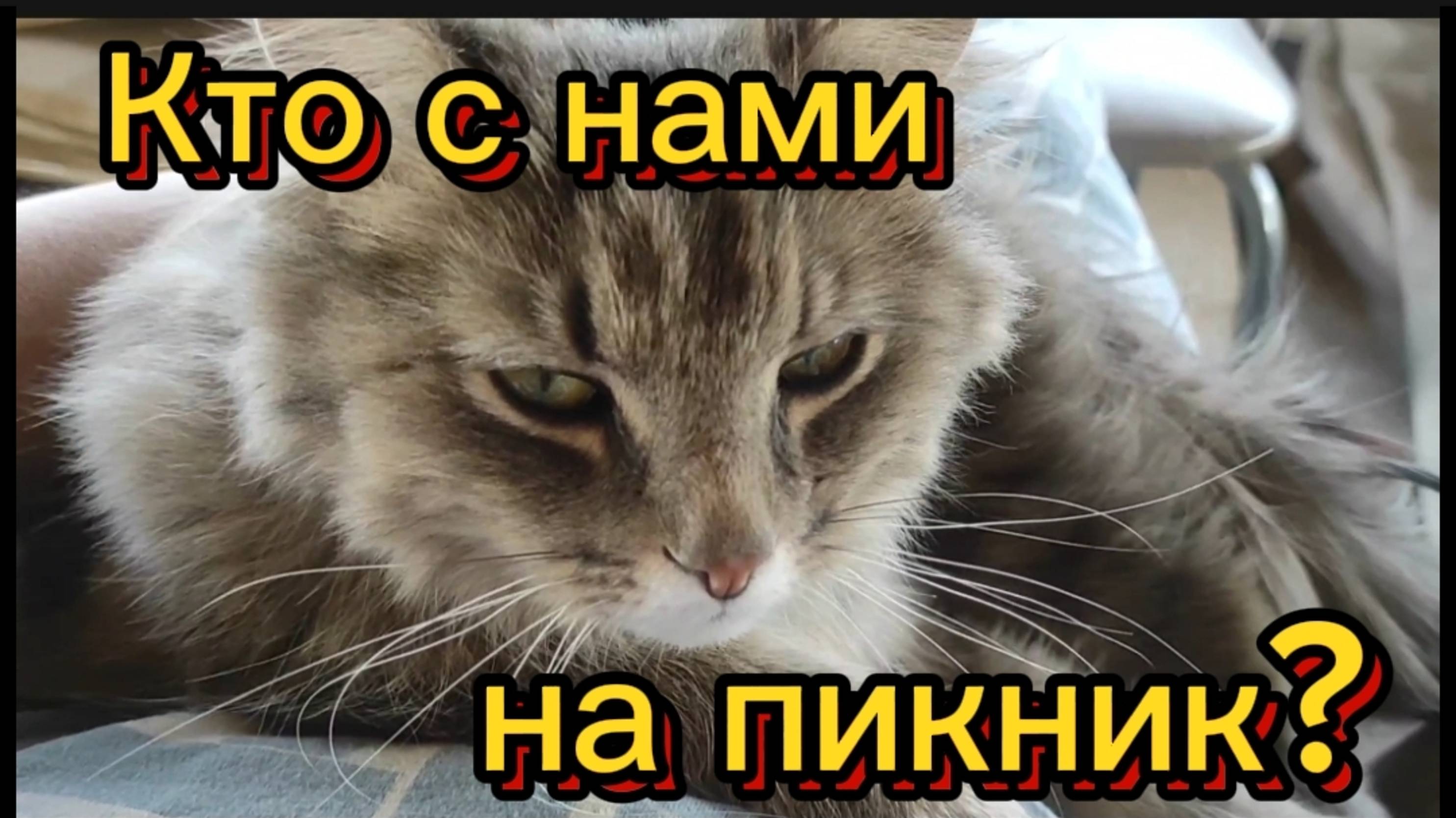 Кто с нами на пикник? 💞 смотреть онлайн