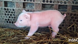 Жизнь в Деревне Алтай, Поросячьи будни и деревенская красота