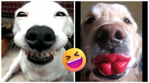 САМОЕ СМЕШНОЕ ВИДЕО: ЧЕЛЛЕНДЖ ПОПРОБУЙ НЕ ЗАСМЕЙСЯ, НЕЛЬЗЯ СМЕЯТЬСЯ #11