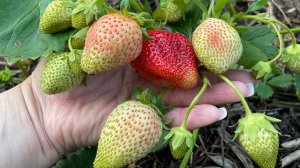 УРОЖАЙ КЛУБНИКИ ОТЛИЧНЫЙ в первый же сезон! Подкормка, об уходе клубники