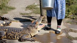 Бабушка воспитывает крокодила как гуся