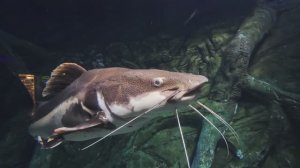 Океанариум в ТЦ РИО на Дмитровском шоссе