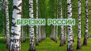 СО СВЯТОЙ ТРОИЦЕЙ! БЕРЕЗКИ РОССИИ