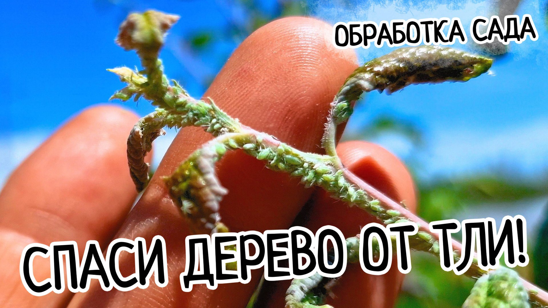 Тля ИСЧЕЗЛА за ЧАС! Обработка деревьев! Как бороться с вредителями в саду! смотреть онлайн