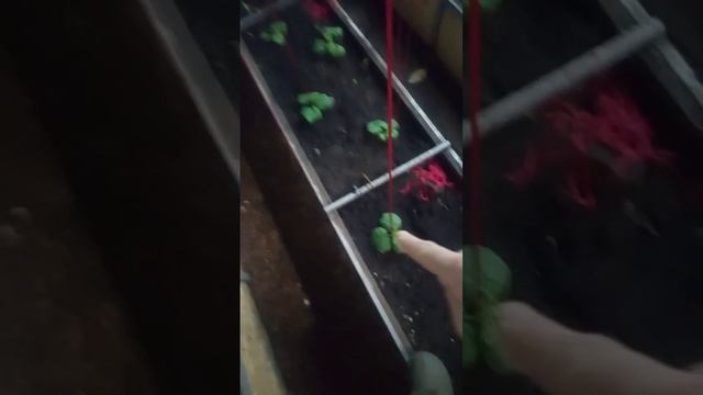 #огурцы зимой у дяди Вити часть 10. Сажаю огурчики 08.02.25.