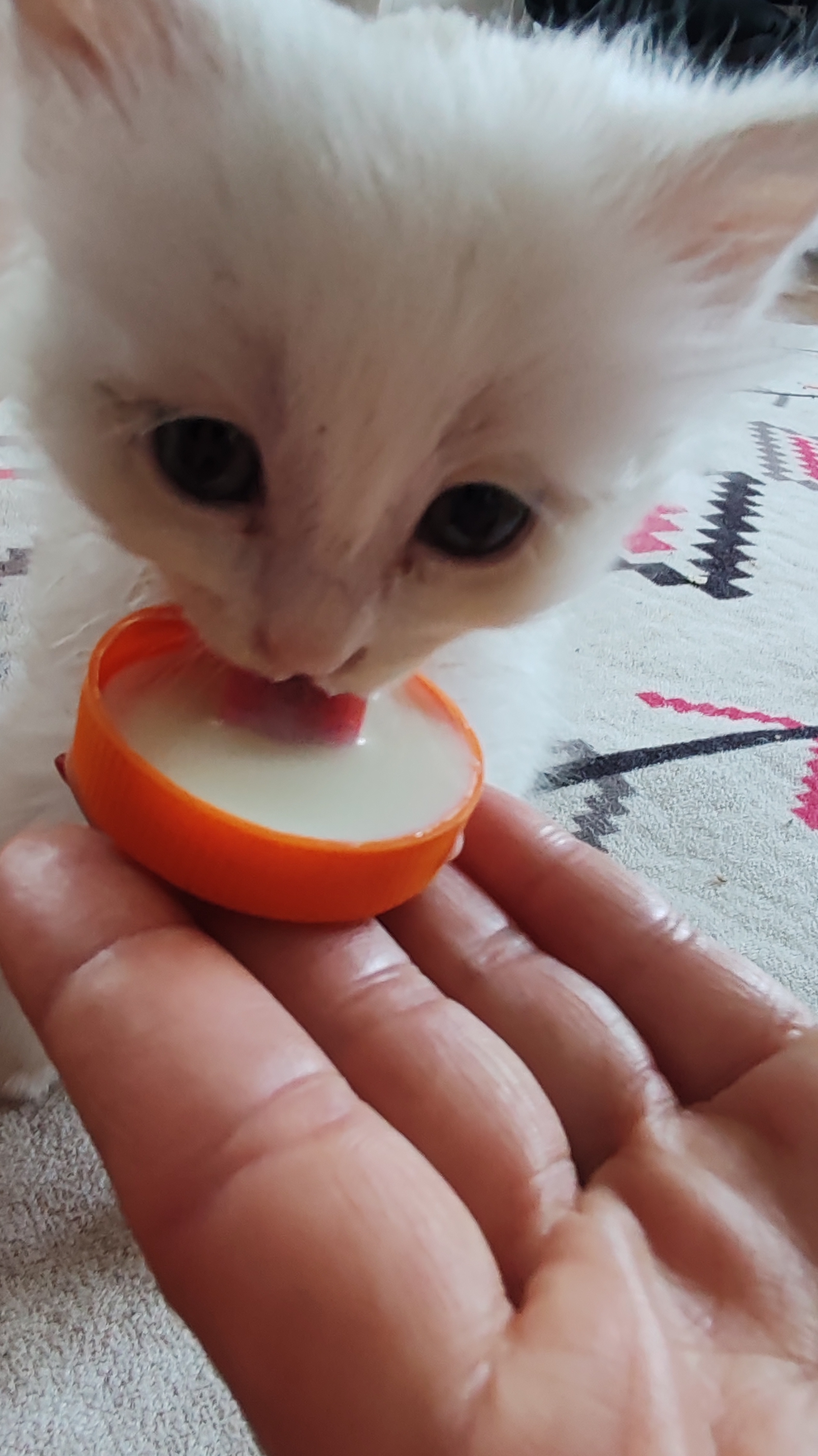 Аппетитно чавкающий котенок:) #милота😍😍 #beautiful #котенок #kitten смотреть онлайн