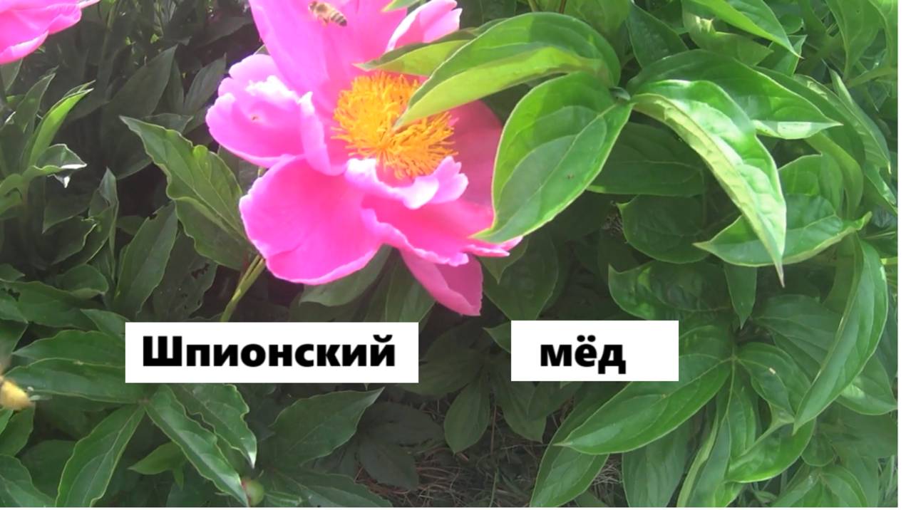 Шпионский мёд. смотреть онлайн