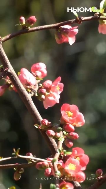 Включайте ролик и отправляйтесь в древнюю рощу, по которой гуляли динозавры. смотреть онлайн