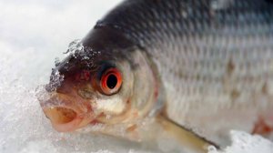 Самая крупная плотва в мире