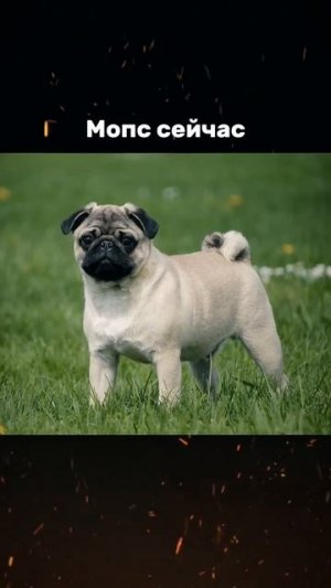 Как собаки выглядели раньше #собака #интересно #zloered