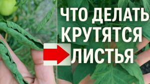 У томатов крутит верхушки и листики. Что делать?