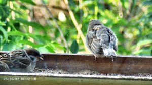 Птенцы в кормушке