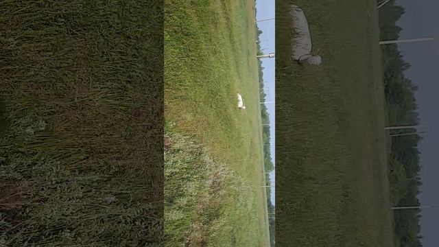 Добро пожаловать в весёлые будни нашей фермы! 🐐🌿 смотреть онлайн