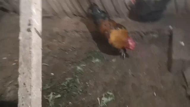 Видео про виноград и ещё чуть чуть