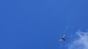 7.06.2025г Подъем Голубей после Ярмарки.