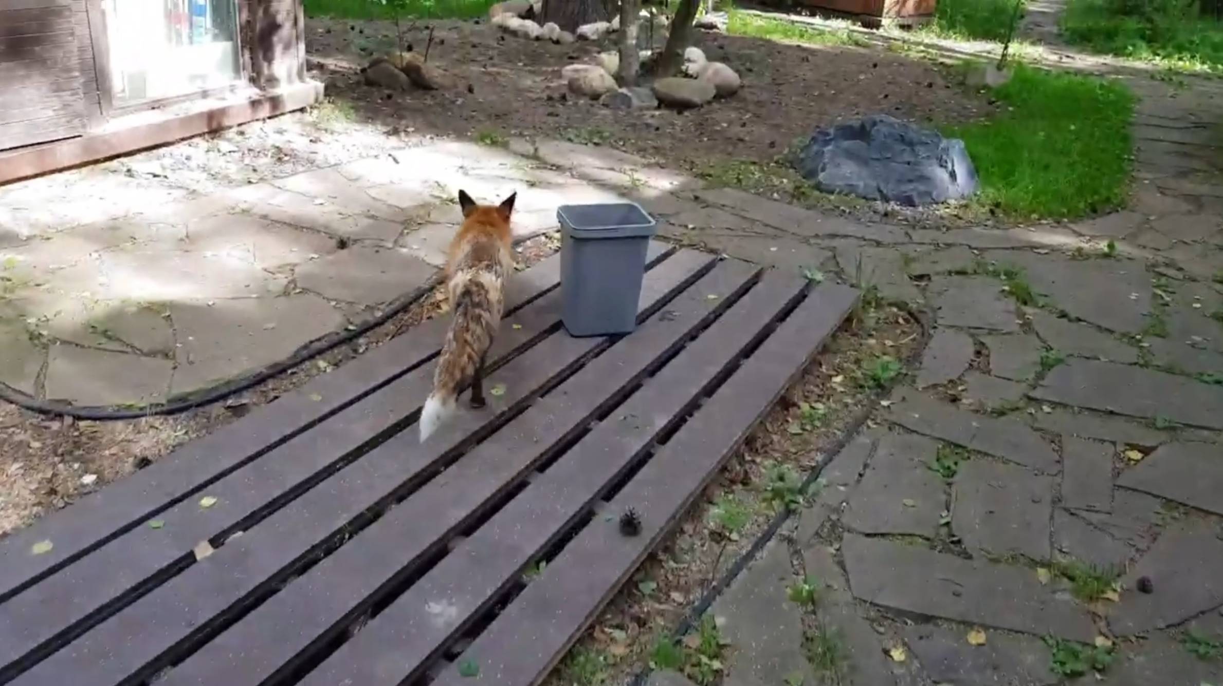 Лиса-Алиса. Мастер класс от лисы по рытью ям и исследование новых территорий смотреть онлайн