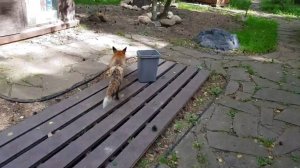 Лиса-Алиса. Мастер класс от лисы по рытью ям и исследование новых территорий